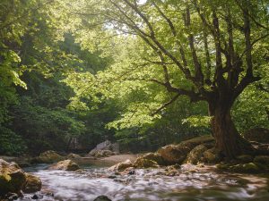 Mindfulness therapy on a small river deep in the green forests
